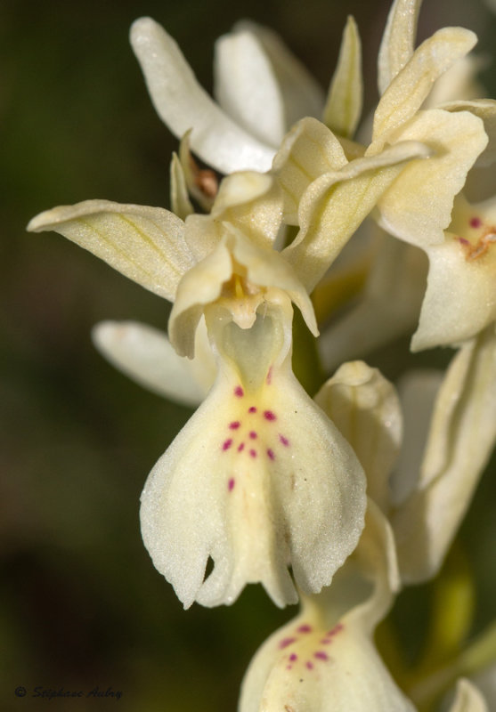 Androrchis provincialis
