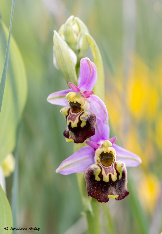 Ophrys fuciflora