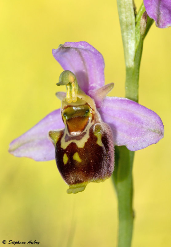 Ophrys apifera x O. fuciflora