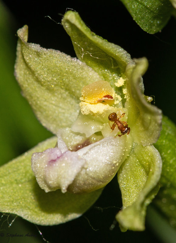 Epipactis rhodanensis