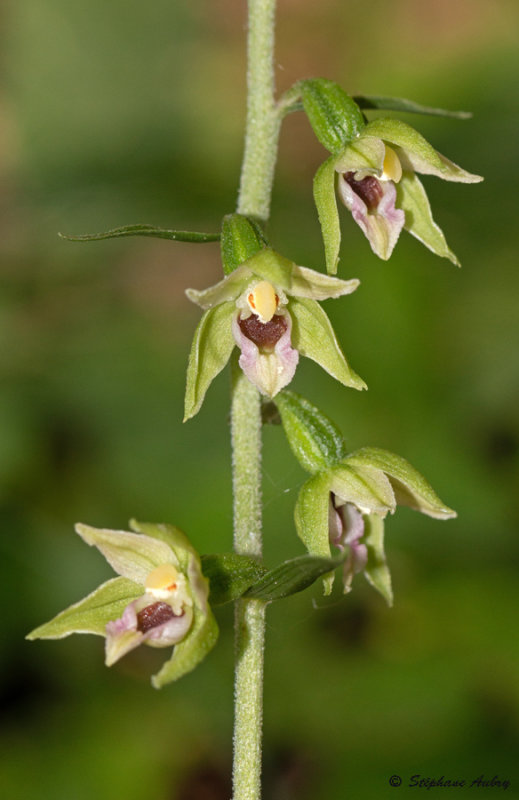 Epipactis muelleri