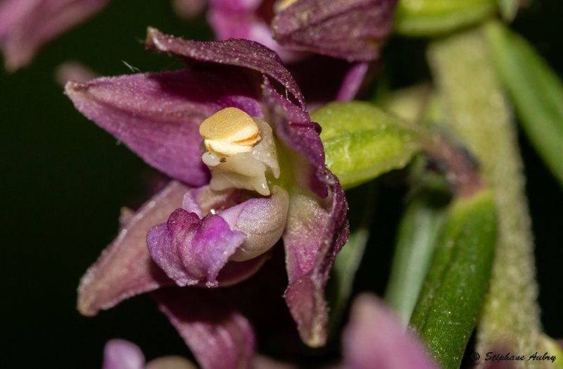 Epipactis helleborine