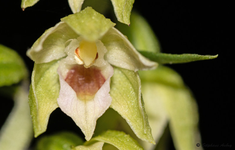 Epipactis muelleri
