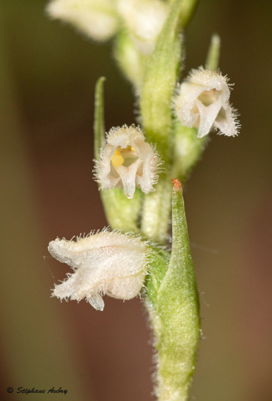 Goodyera repens