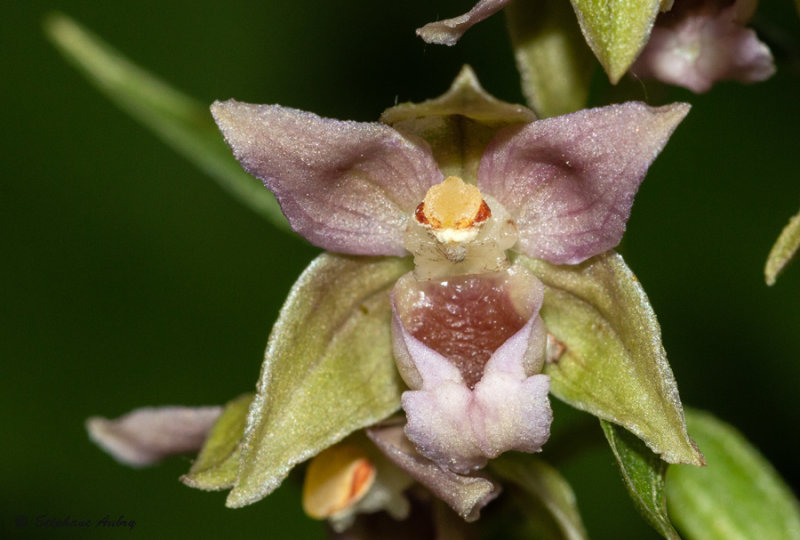 Epipactis neglecta