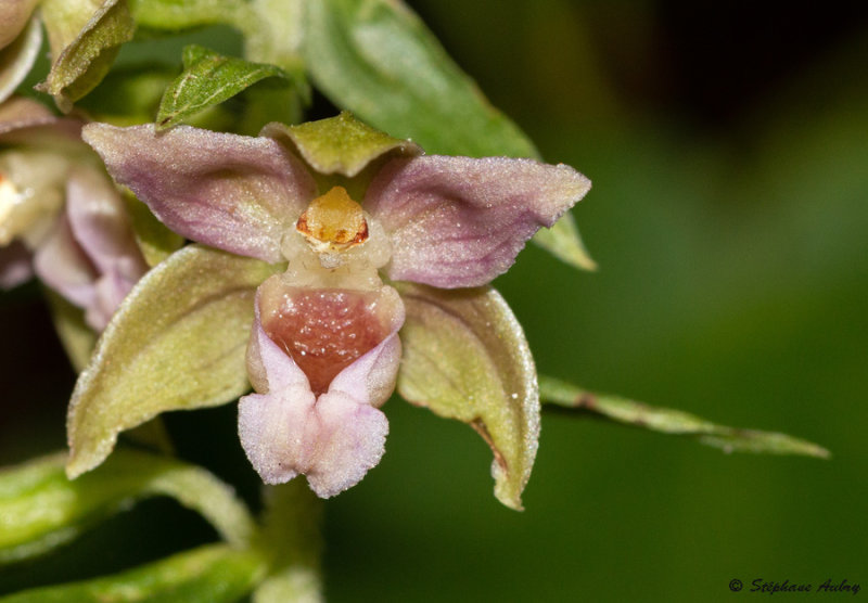 Epipactis neglecta