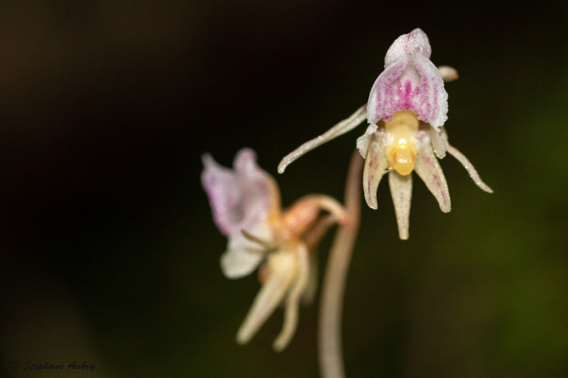 Epipogium aphyllum 