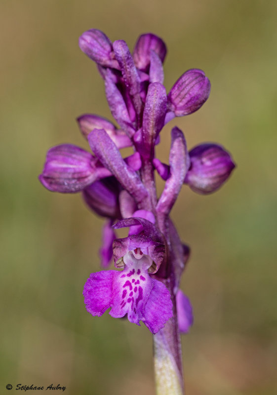 Anacamptis morio