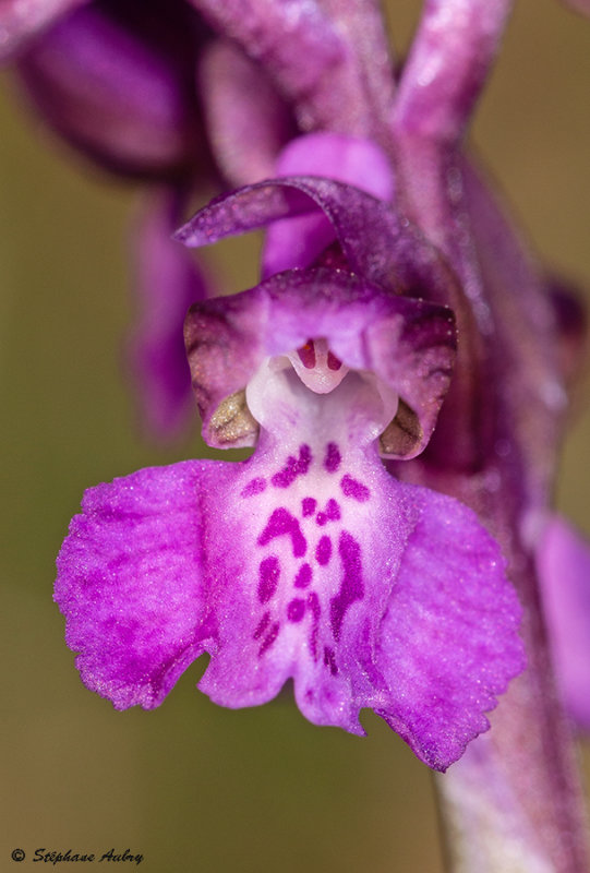 Anacamptis morio