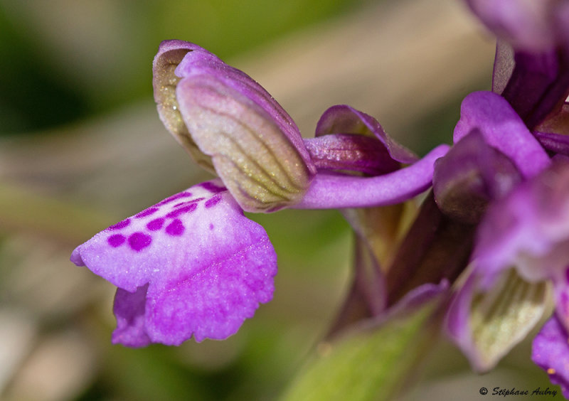 Anacamptis morio