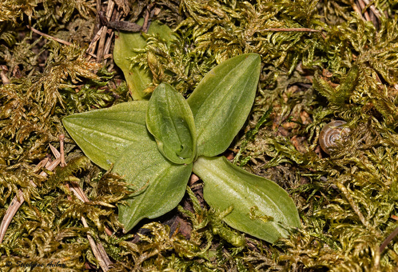 Goodyera repens