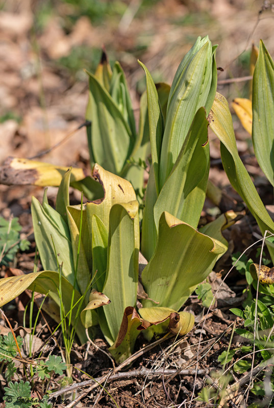 Himantoglossum hircinum