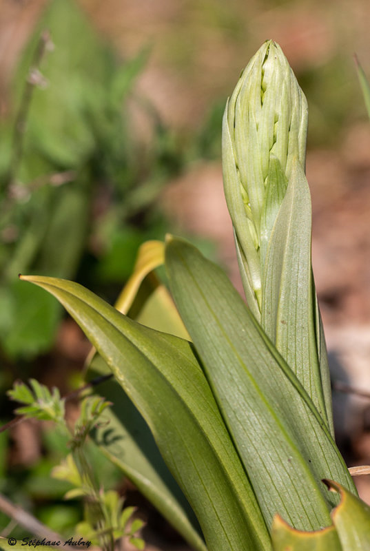 Himantoglossum hircinum