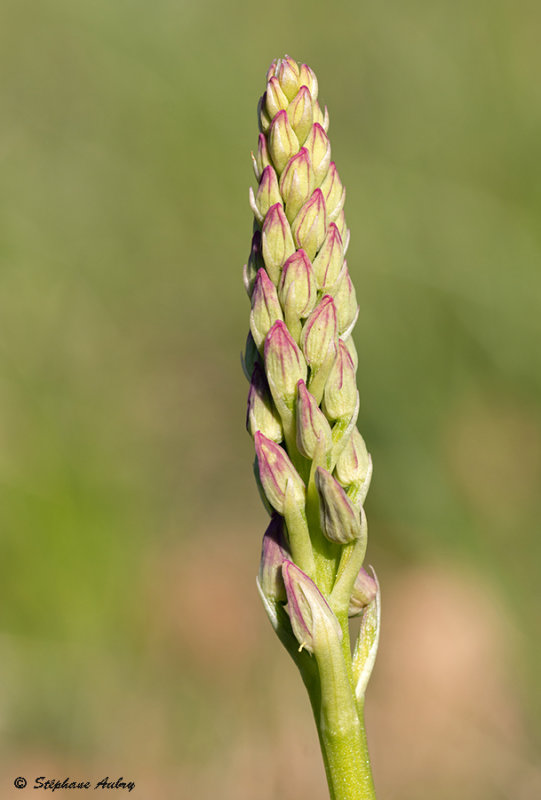 Orchis anthropophora  O. militaris