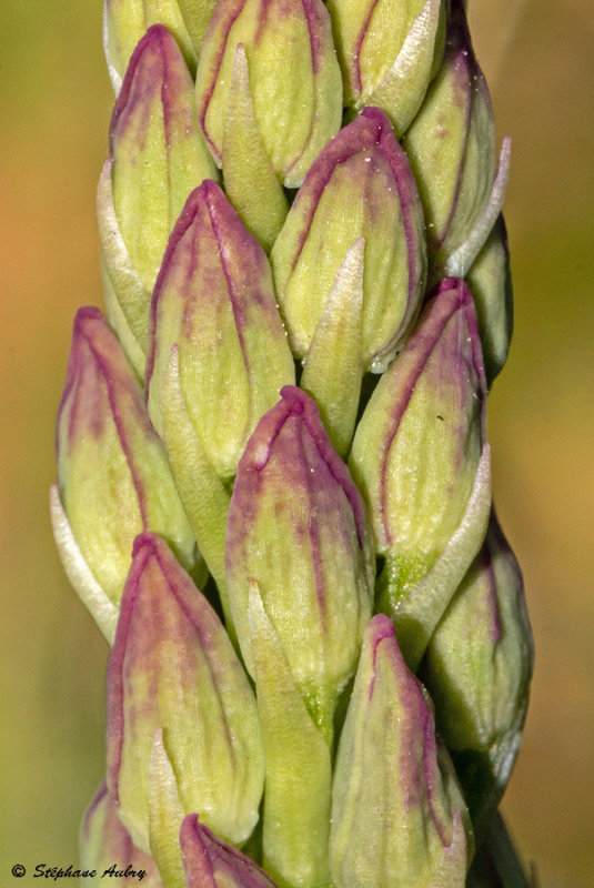 Orchis anthropophora  O. militaris