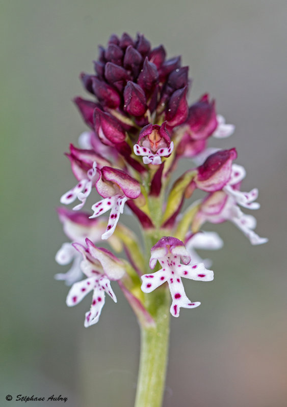 Neotinea ustulata