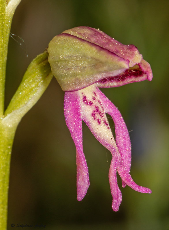 Orchis anthropophora  O. militaris
