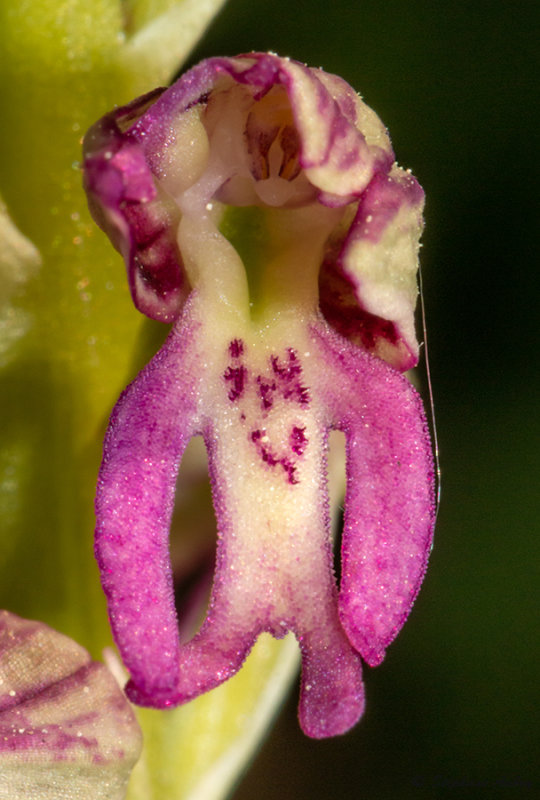 Orchis anthropophora  O. militaris