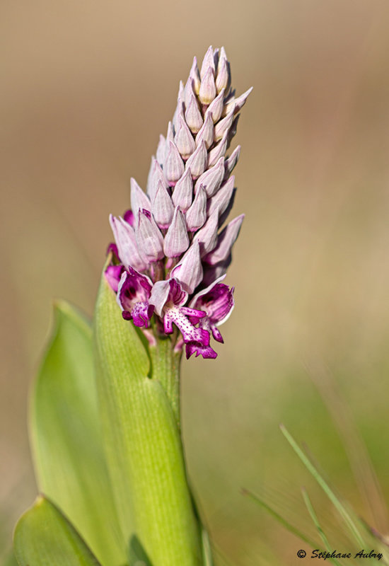 Orchis militaris