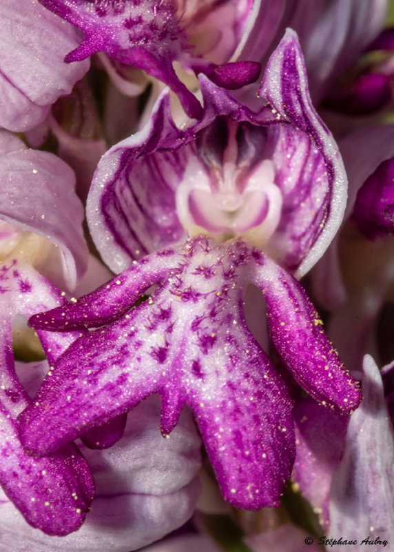 Orchis militaris