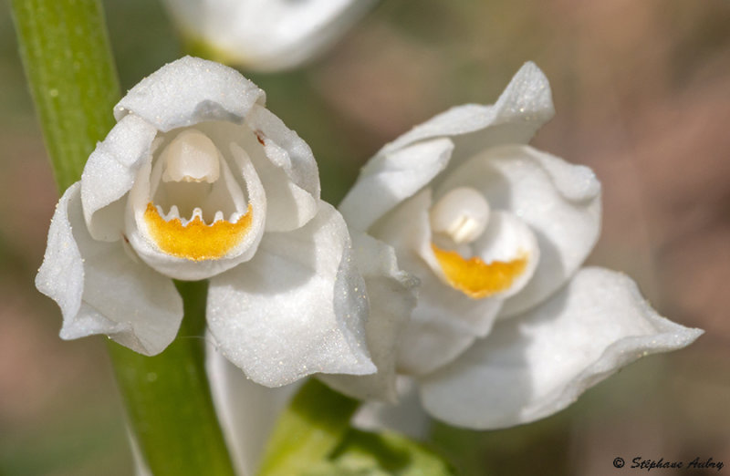 Cephalanthera longifolia