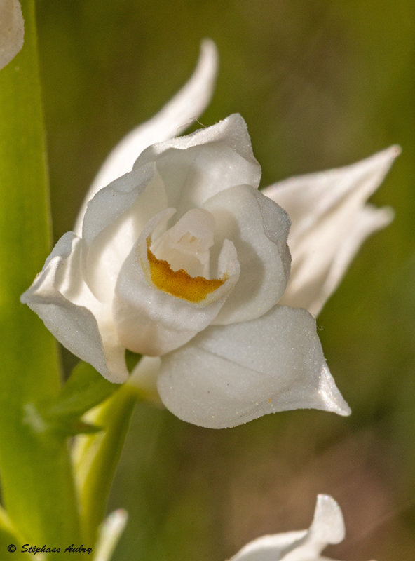 Cephalanthera longifolia