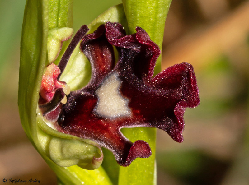Ophrys insectifera