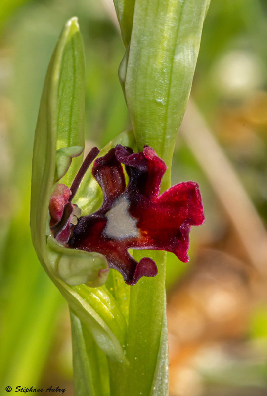 Ophrys insectifera