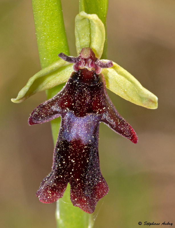 Ophrys insectifera