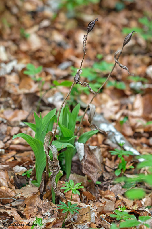 Cypripedium calceolus