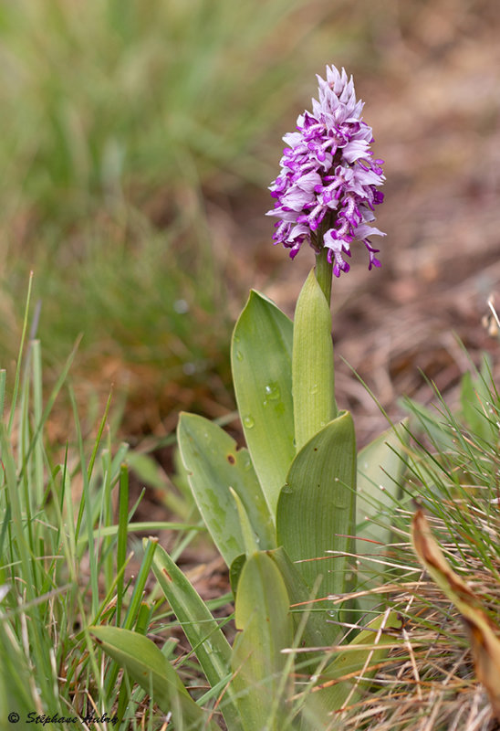Orchis militaris