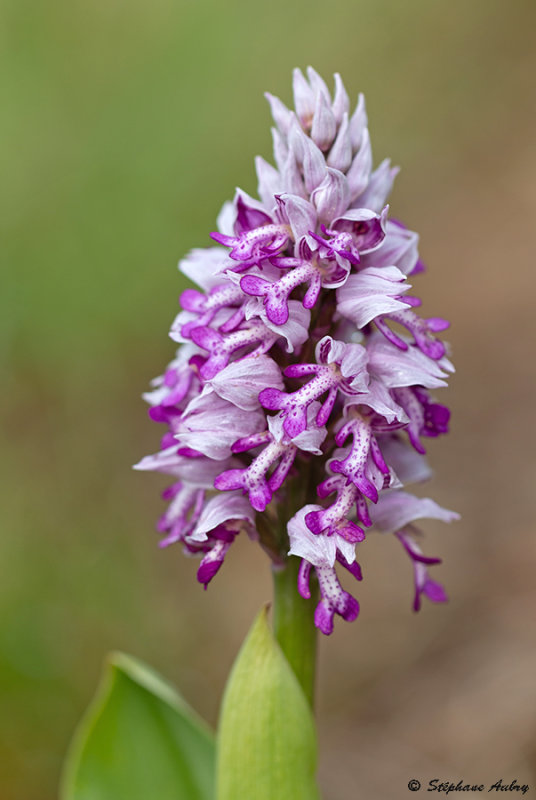 Orchis militaris