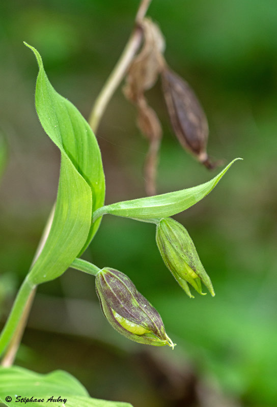 Cypripedium calceolus