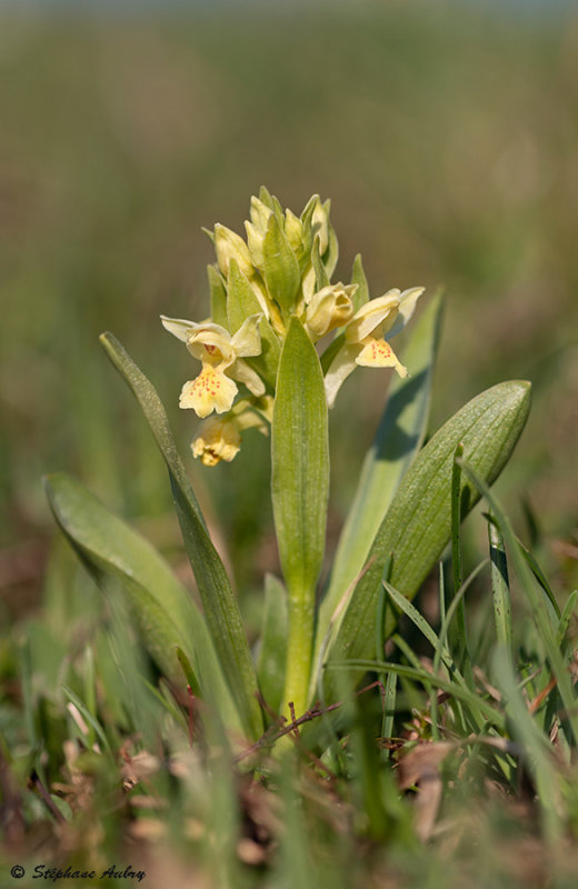 Dactylorhiza sambucina f. sambucina