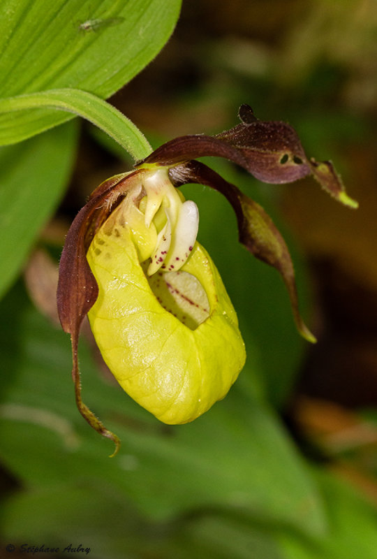 Cypripedium calceolus
