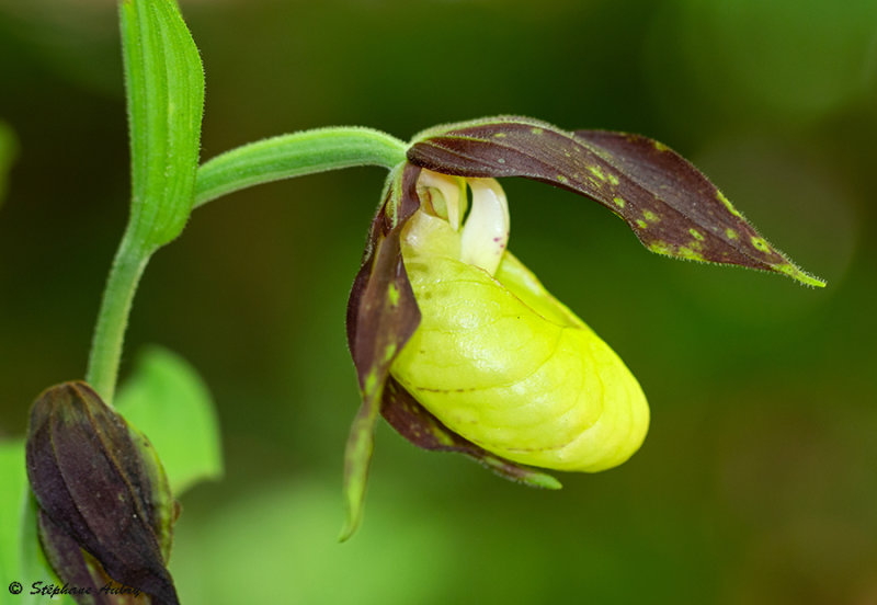 Cypripedium calceolus