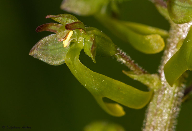 Neottia ovata