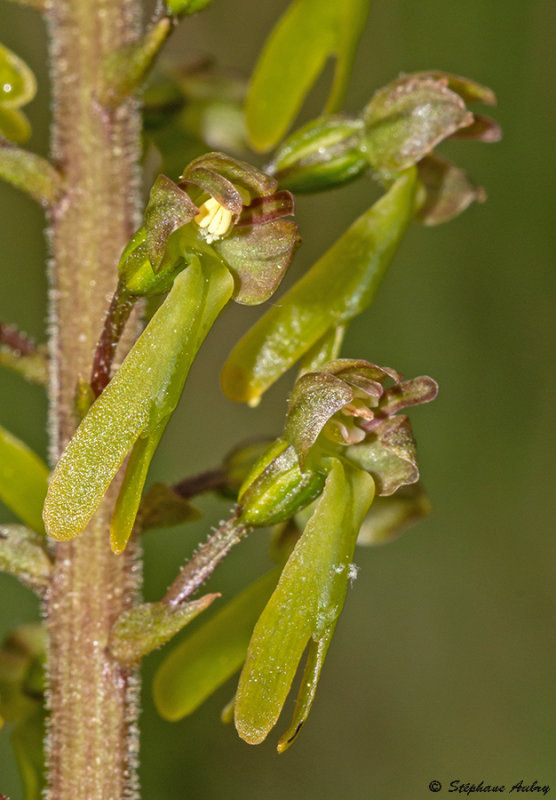 Neottia ovata