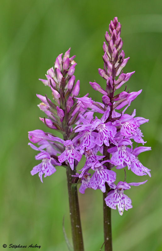 Dactylorhiza fuchsii