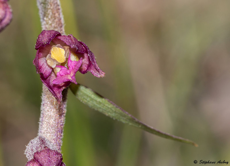 Epipactis atrorubens