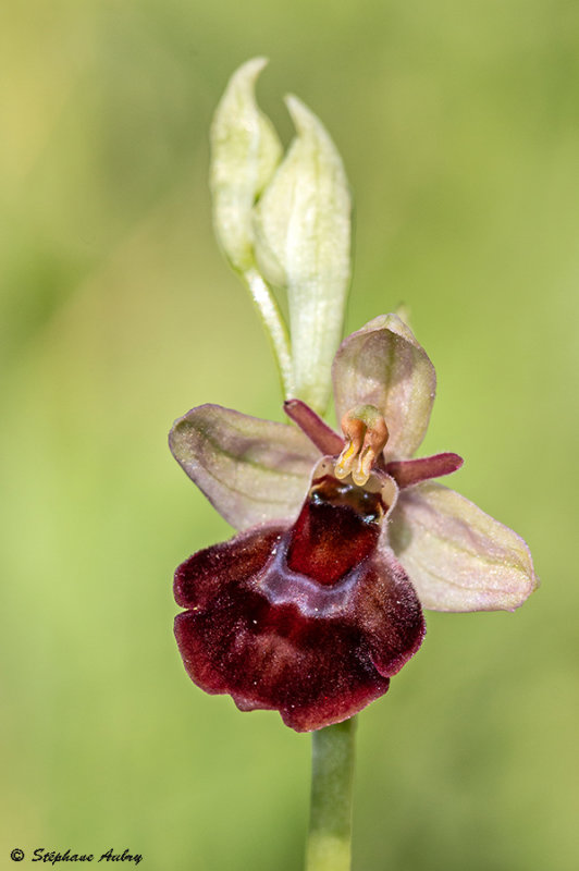 Ophrys fuciflora x O. insectifera