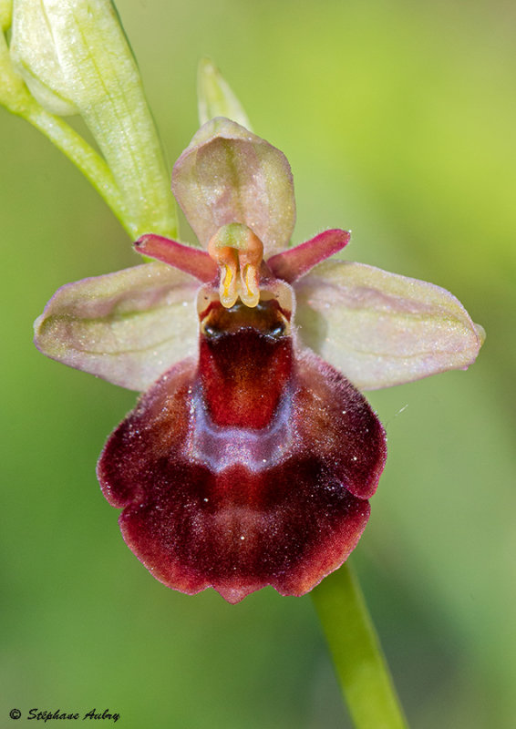 Ophrys fuciflora x O. insectifera