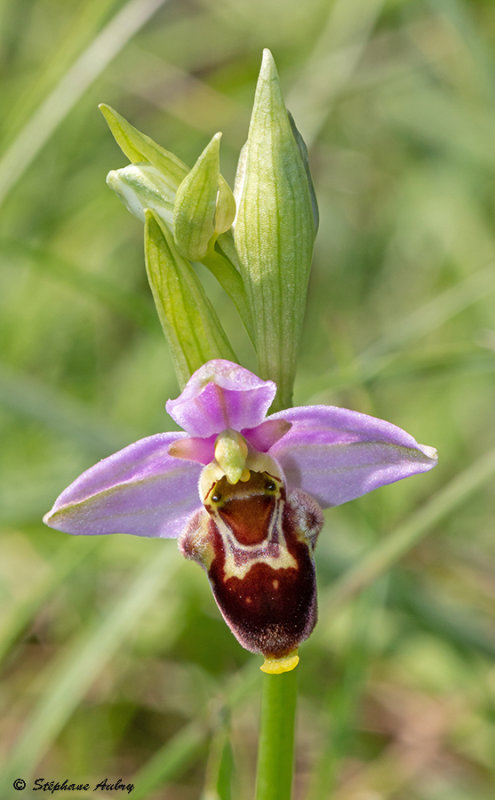 Ophrys apifera x O. fuciflora