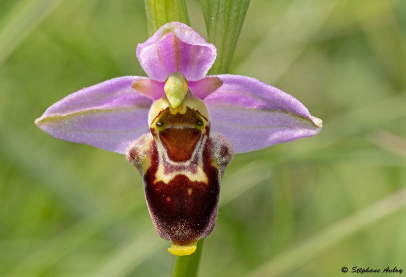 Ophrys apifera x O. fuciflora