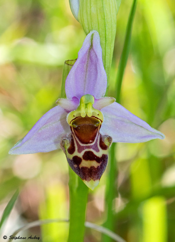 Ophrys apifera x O. fuciflora