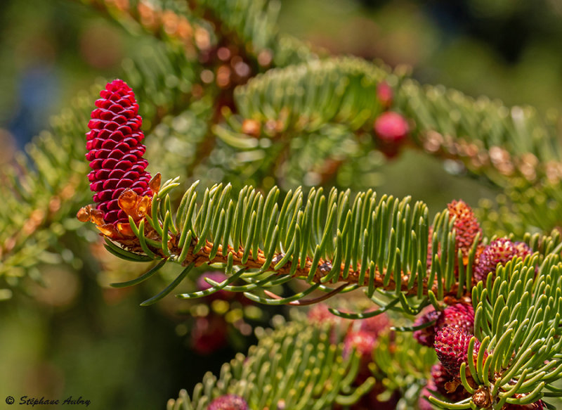 Picea abies