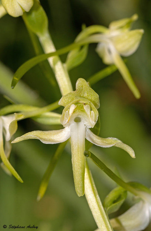 Platanthera chlorantha