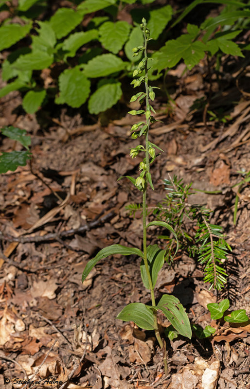 Epipactis muelleri