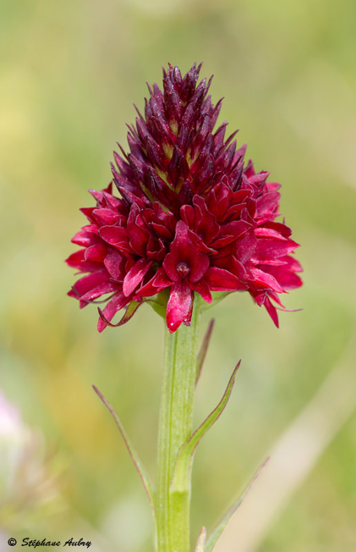 Gymnadenia rhellicani