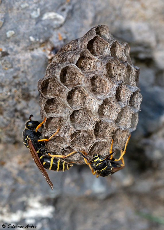 Polistes sp.